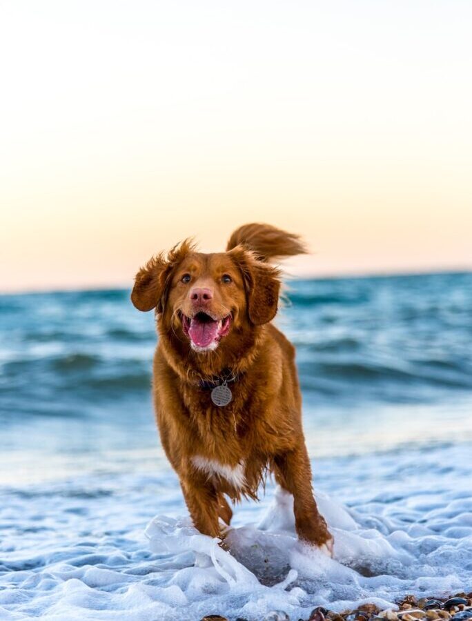 dog running on beach during daytime