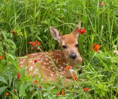 Film dal vzniknout tzv. „Bambi efektu“ Srnče v trávě