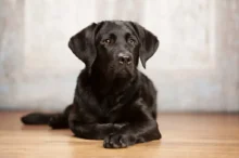 Černý labradorský retrívr