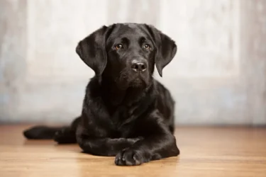 Černý labradorský retrívr