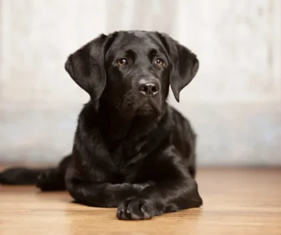 Fenka labradorského retrívra se stala novou internetovou senzací Černý labradorský retrívr