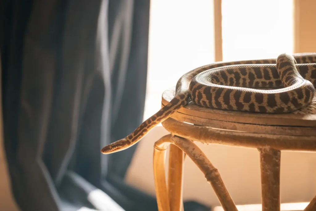 - VIPshow Krajta Královská na židli