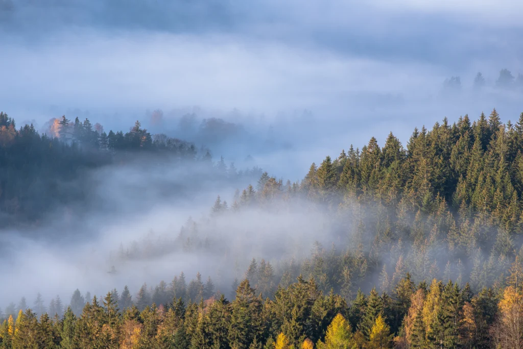 zamlžená krajina plná stromů, je to Šumava