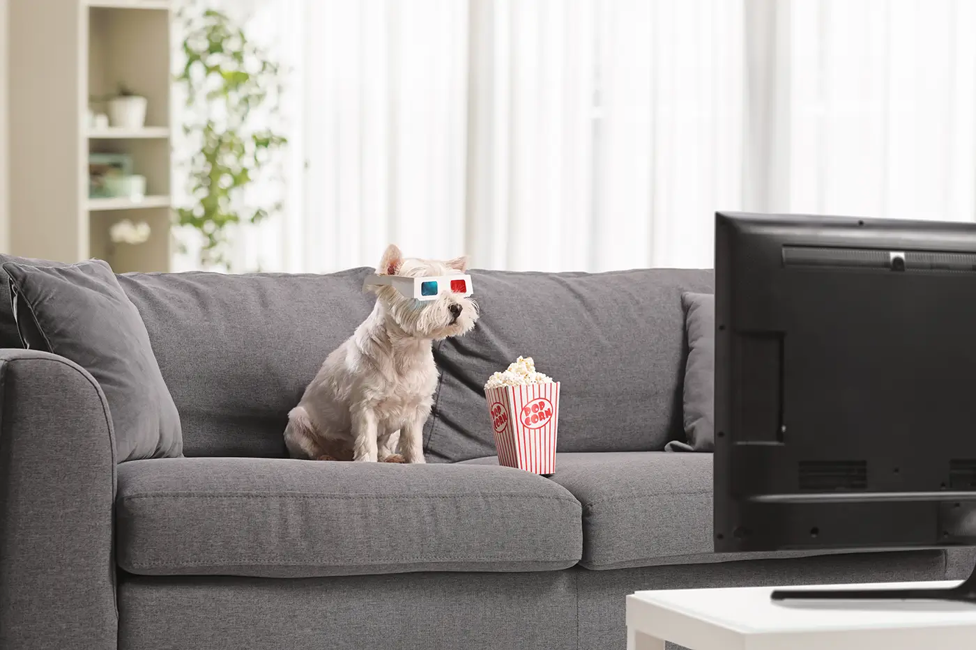 shutterstock_2620408917 - VIPshow Malý bílý pes sleduje televizi.