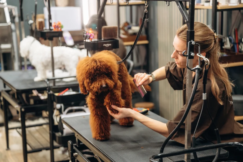 Salon pro psy, žena upravuje pudla.